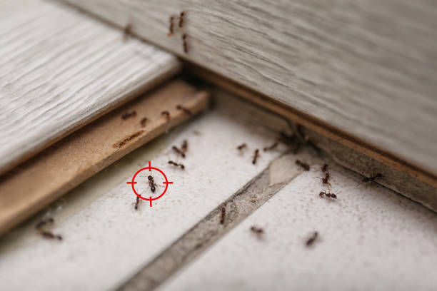 Best Pest Removal Services  in Farmersville, CA